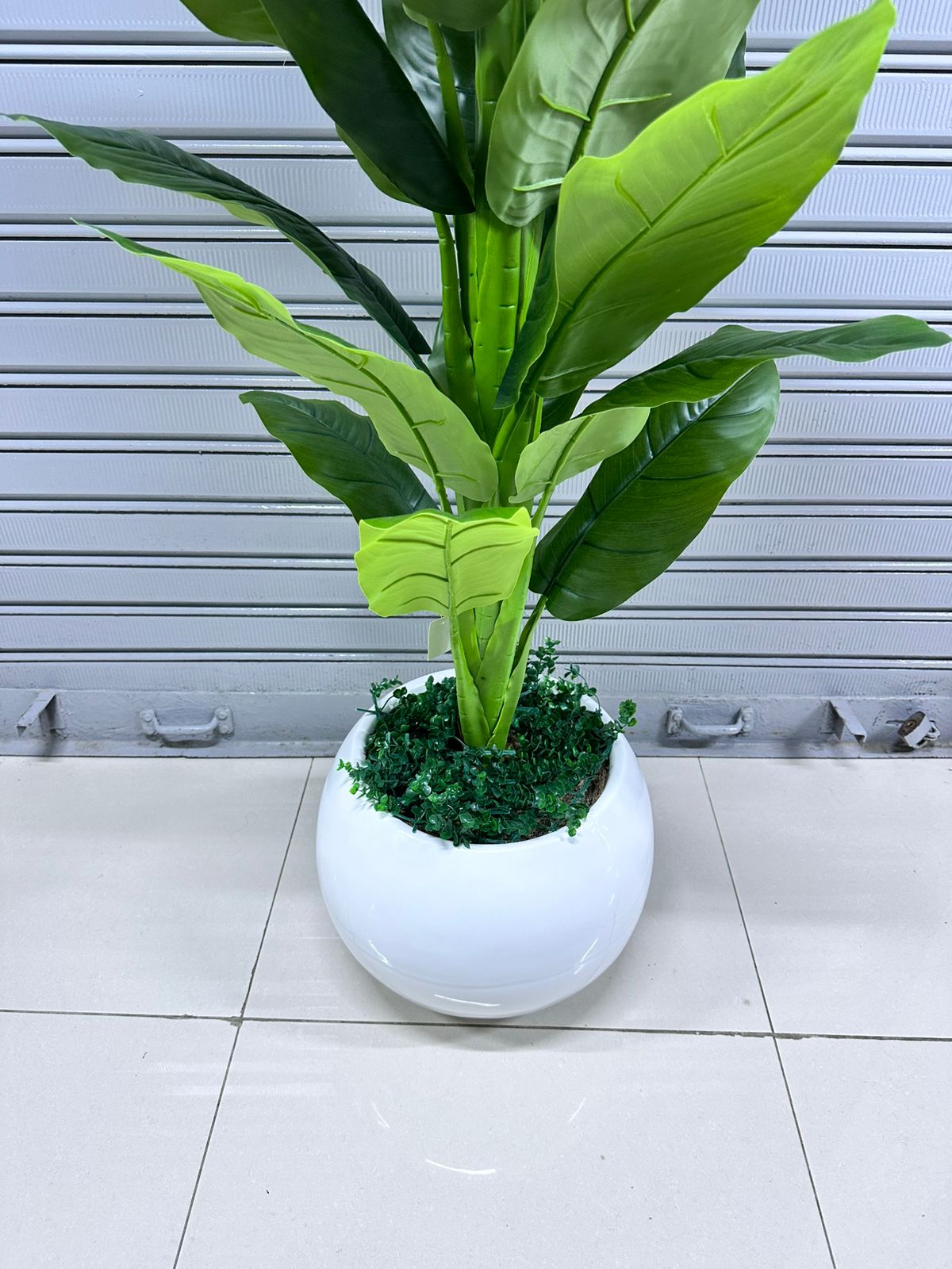 Planta Achira | Maceta CIRCULAR de fibra de vidrio | 180cm